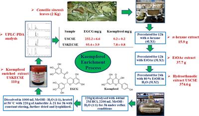 A novel extraction method enhanced the osteogenic and anti-osteoporosis effect of tea extract without any hepatotoxicity in ovariectomized rats